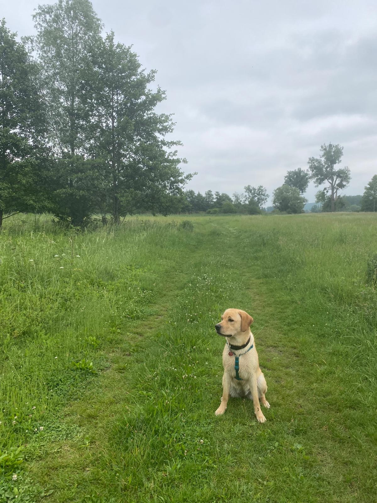 Bailey im Feld von der Labradorzucht "von der Mühle"