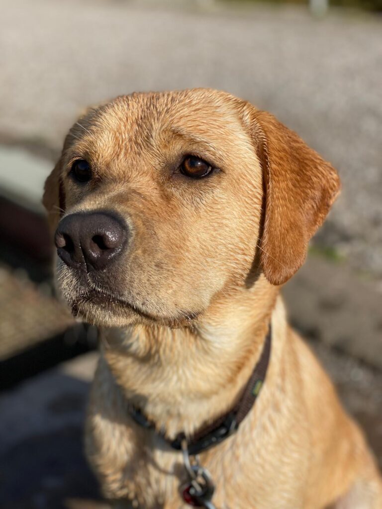 Bailey nach dem Schwimmen von der Labradorzucht "von der Mühle"