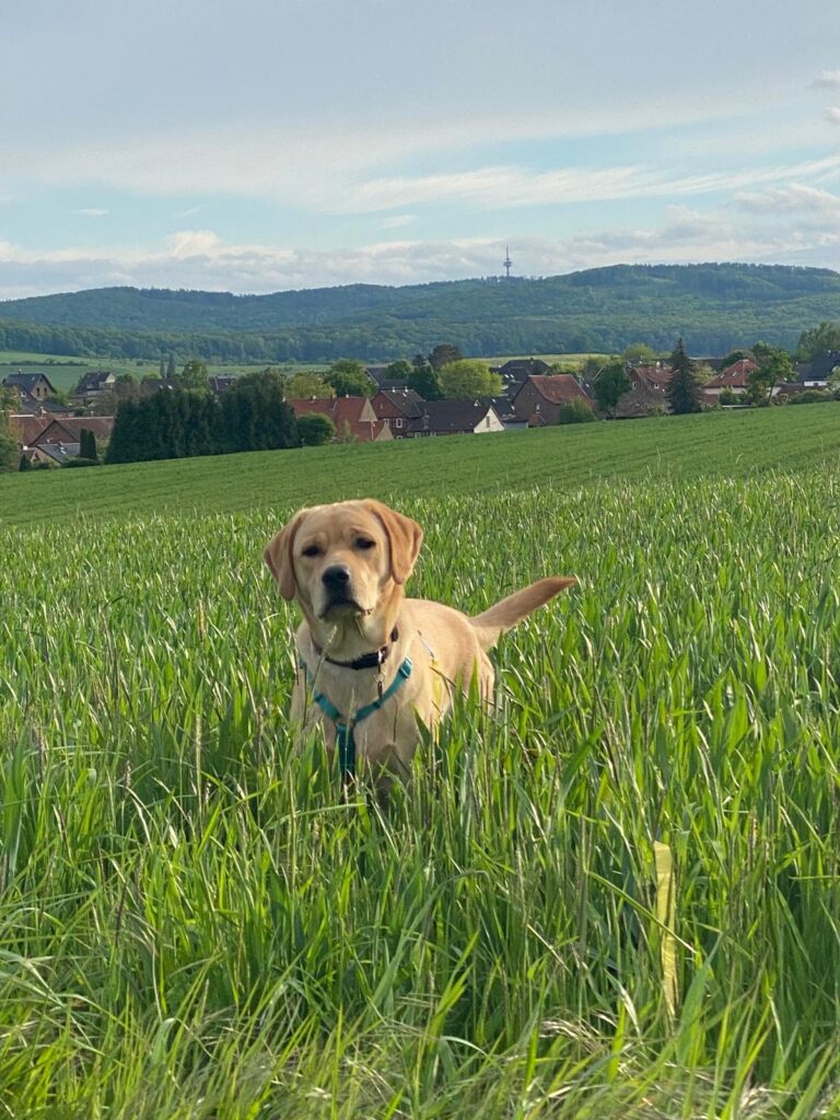 Bailey im Feld von der Labradorzucht "von der Mühle"