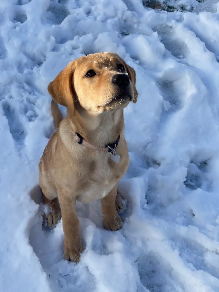 Bailey als Welpe von der Labradorzucht "von der Mühle"