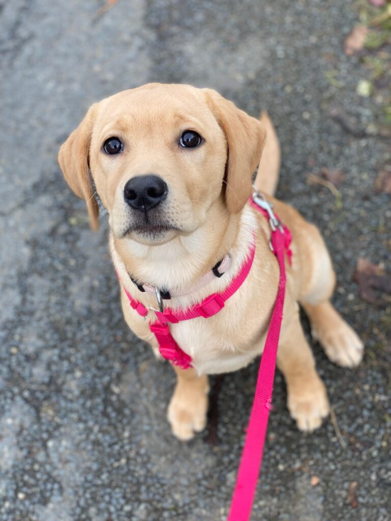 Bailey als Welpe von der Labradorzucht "von der Mühle"