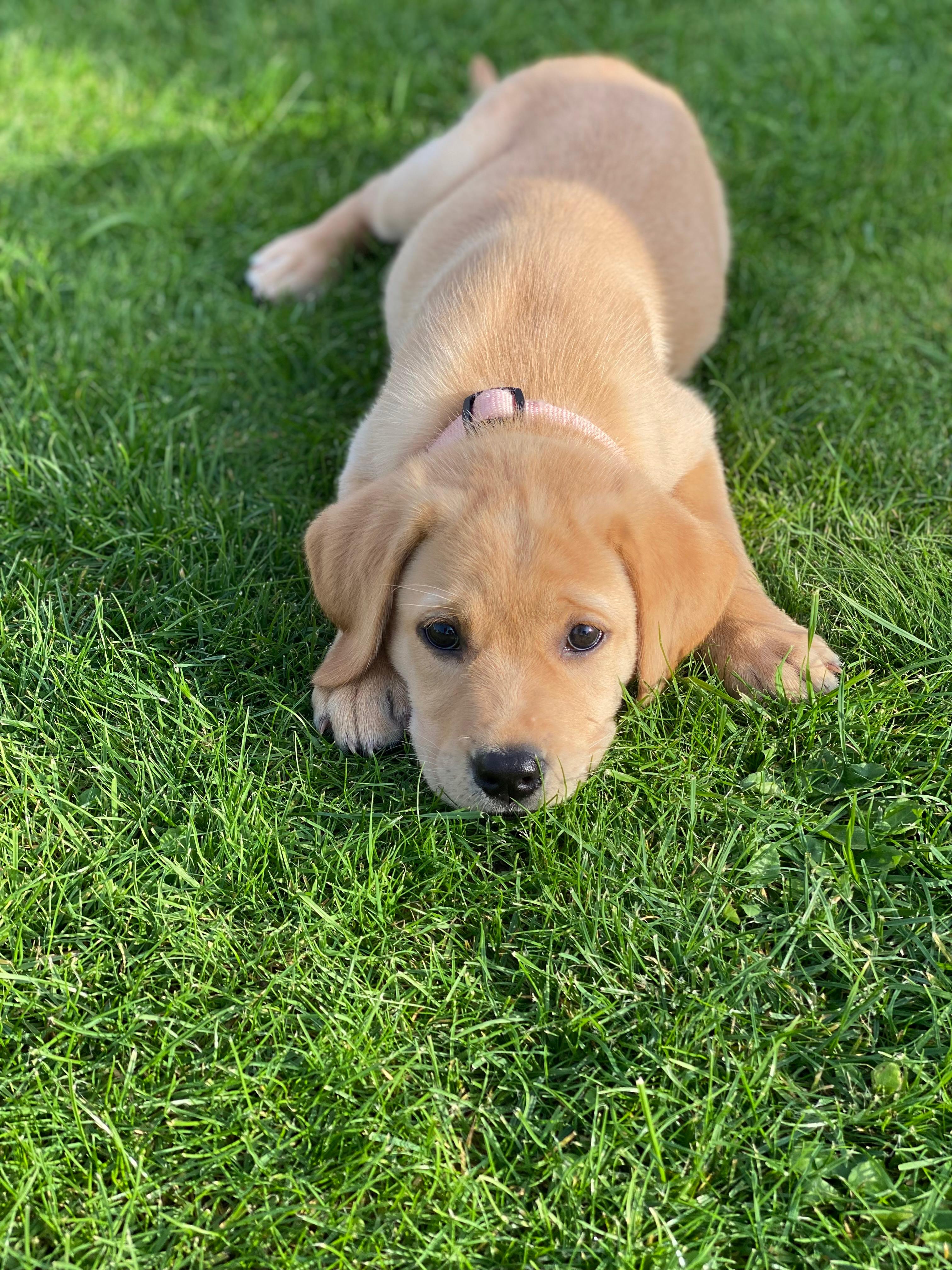 Bailey als Welpe von der Labradorzucht "von der Mühle"
