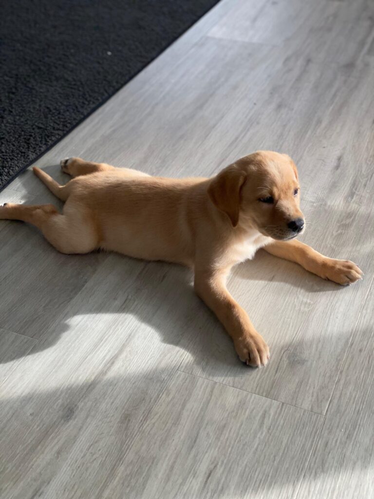 Unsere Bailey als Welpe