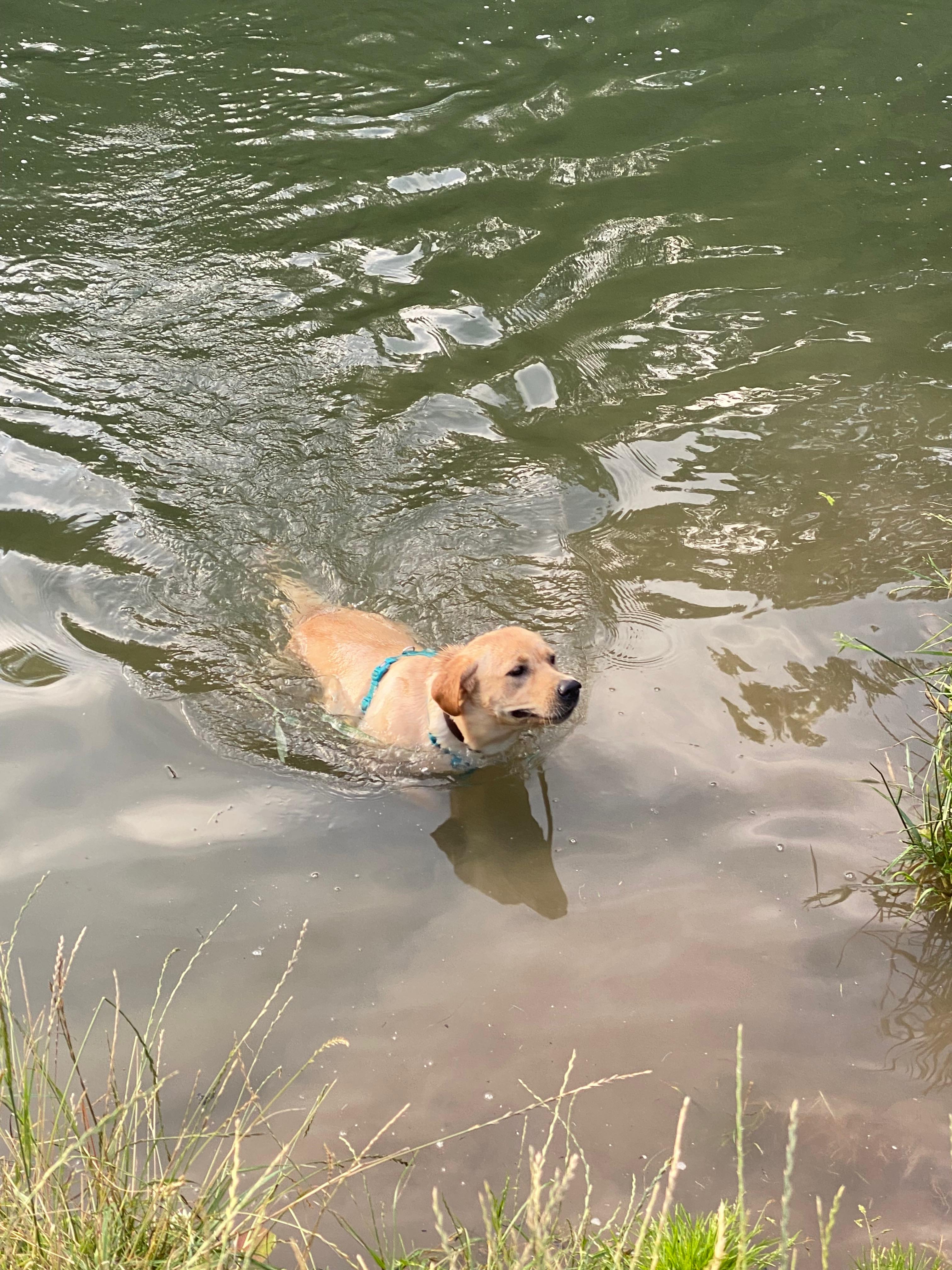Bailey beim Schwimmen von der Labradorzucht "von der Mühle"