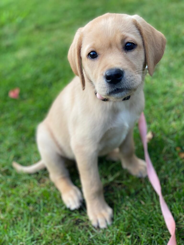 Bailey als Welpe von der Labradorzucht "von der Mühle"